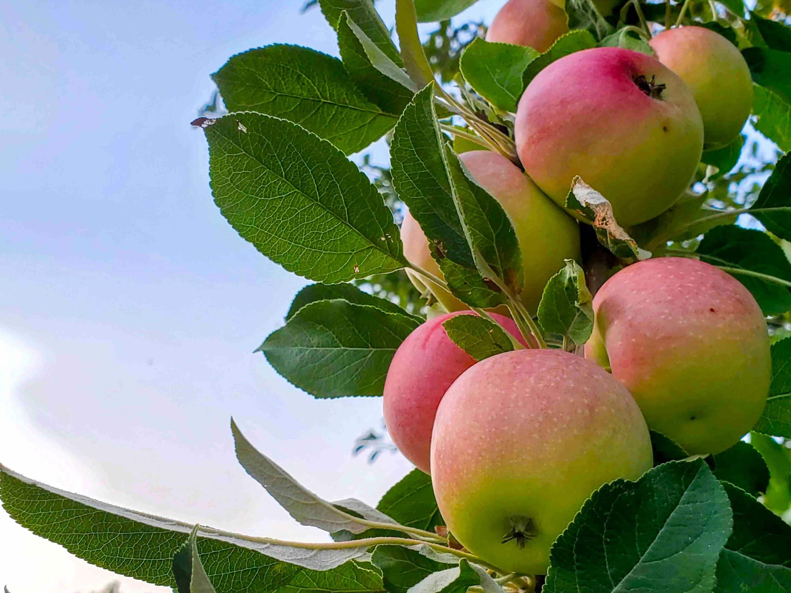 Best Minnesota Apple Varieties and What to Use Them For 2024