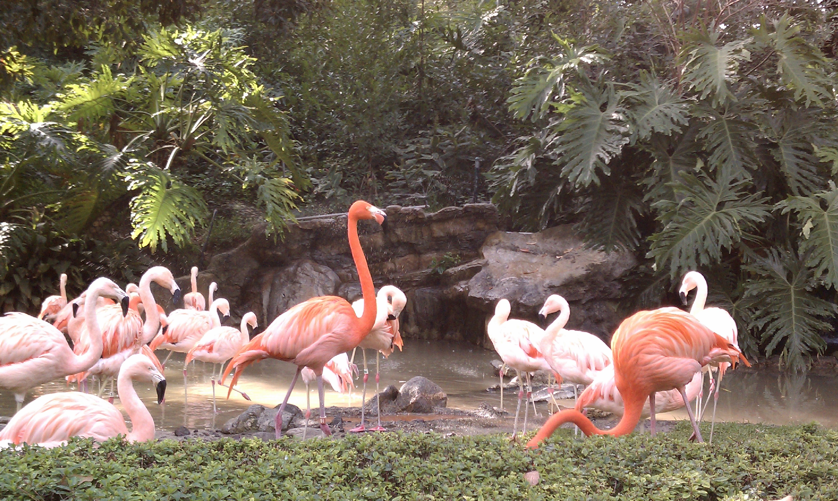 Searching Safari at the Los Angeles Zoo Daytripping Mom