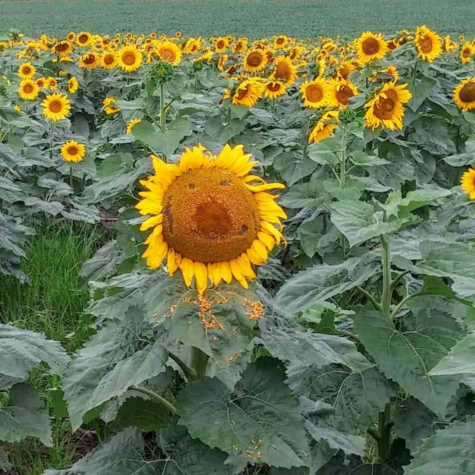 2024 Sunnies Spectacular Sunflower Fields Around Rochester Day Trips