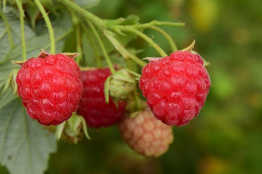 Raspberries 9 Places to Pick Your Own Day Trips Around Rochester, NY