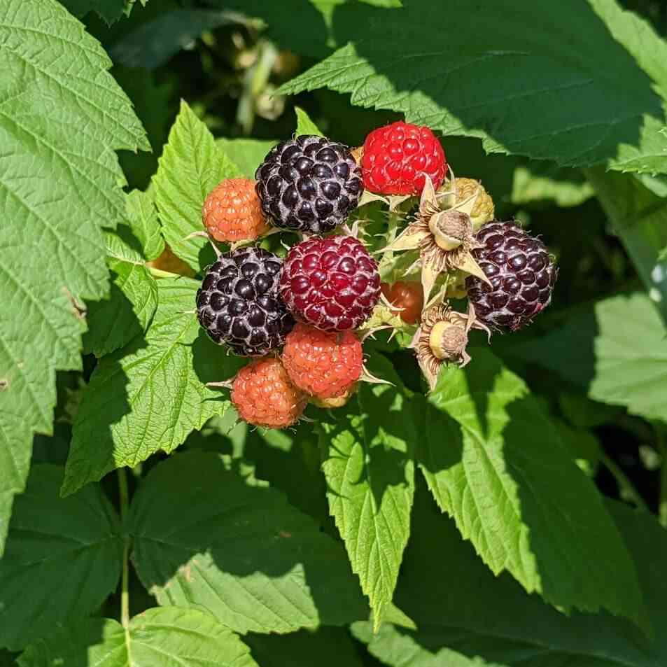 Raspberries 10 Places to Pick Your Own Day Trips Around Rochester, NY