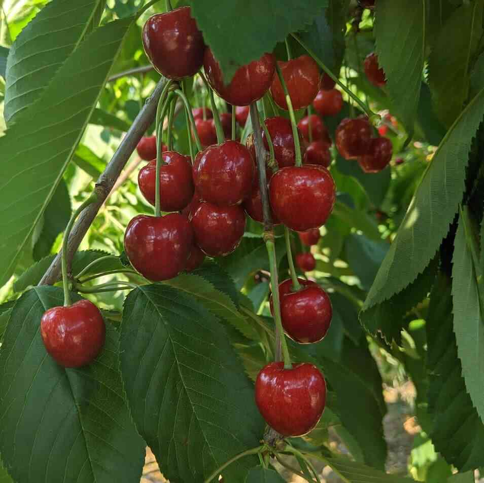 Cherries 10 Places to Pick Your Own Day Trips Around Rochester, NY