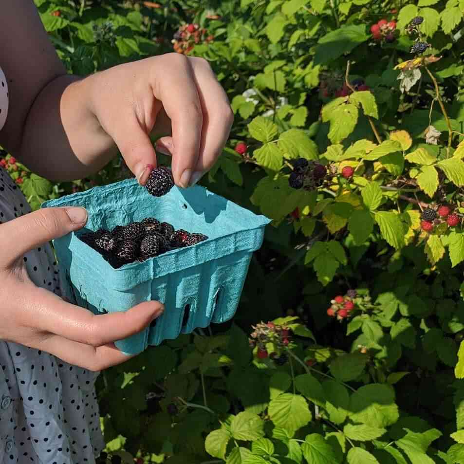 Raspberries 10 Places to Pick Your Own Day Trips Around Rochester, NY