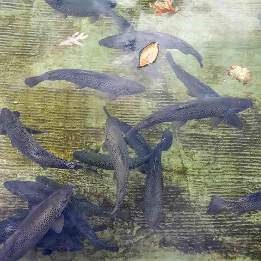 Powder Mills Park Day Trips Around Rochester, NY