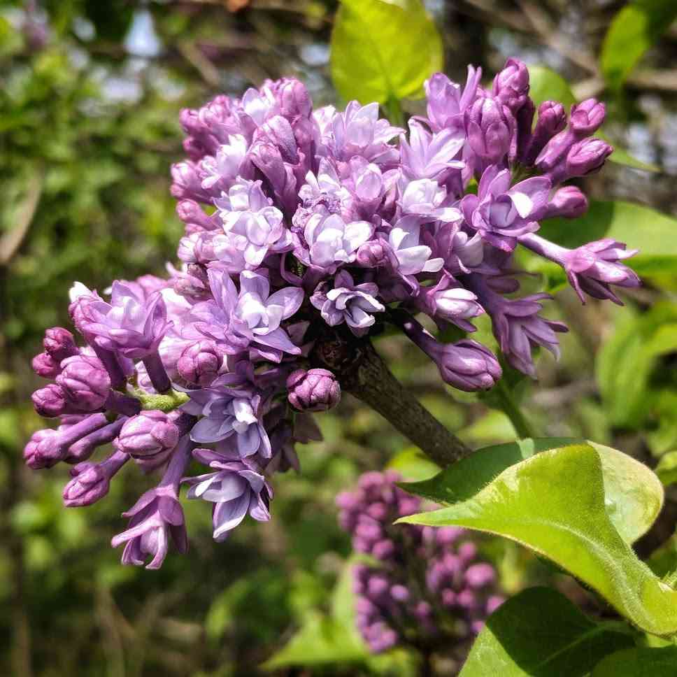 Highland Park in Rochester Day Trips Around Rochester, NY