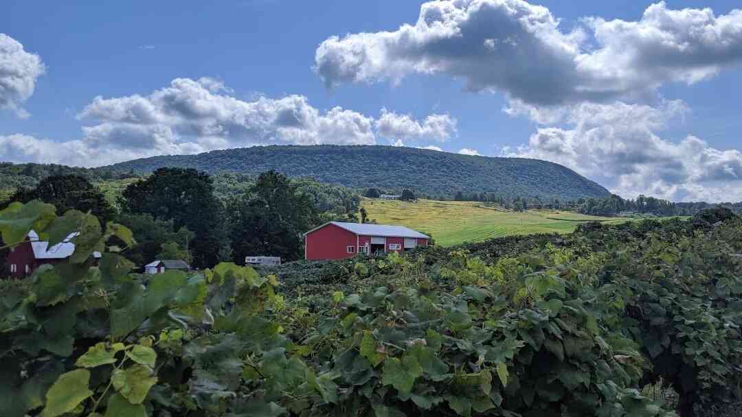 Grapes Pick Your Own at Jerome's Day Trips Around Rochester, NY