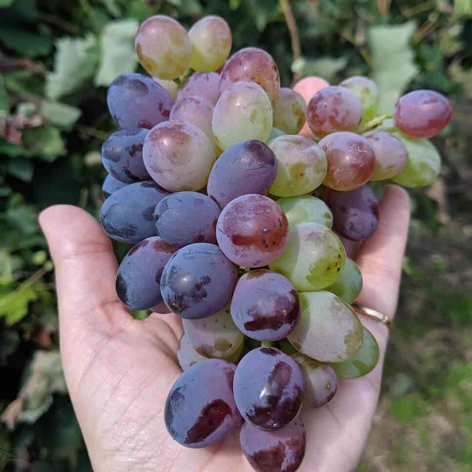 Grapes Pick Your Own at Jerome's Day Trips Around Rochester, NY