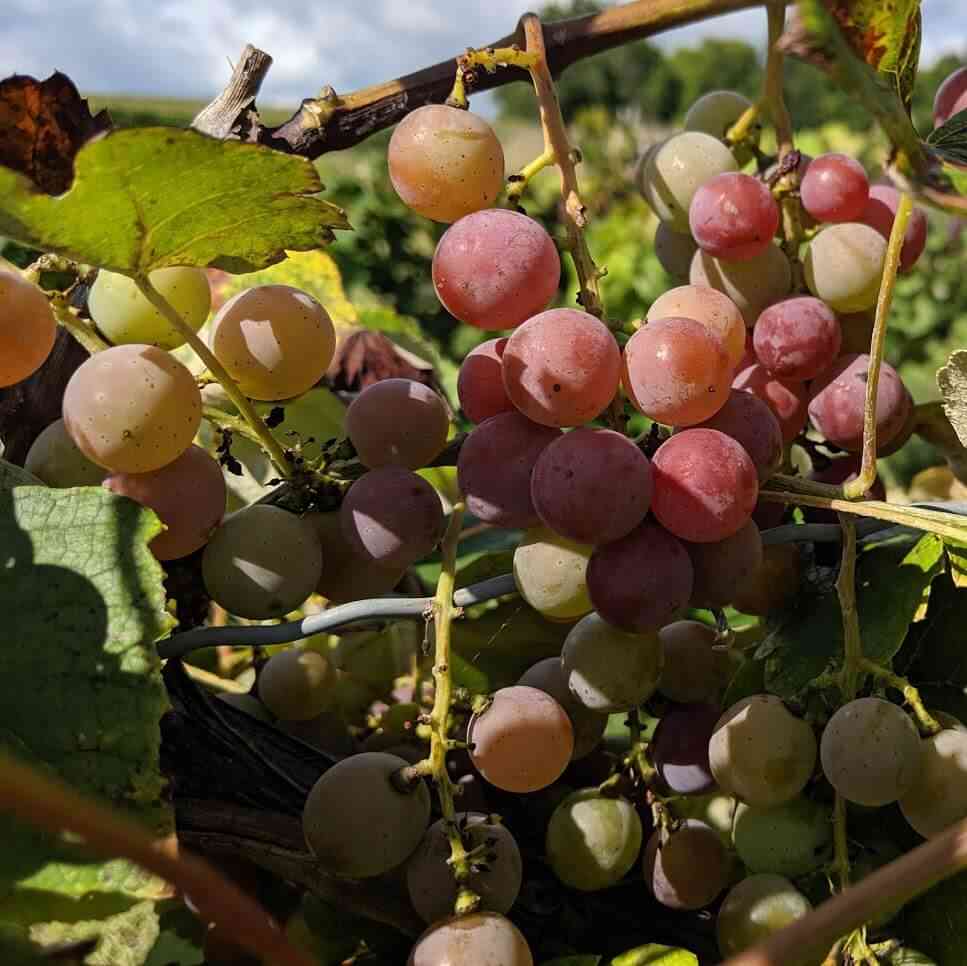 Grapes Pick Your Own at Jerome's Day Trips Around Rochester, NY