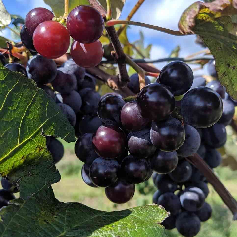 Grapes Pick Your Own at Jerome's Day Trips Around Rochester, NY