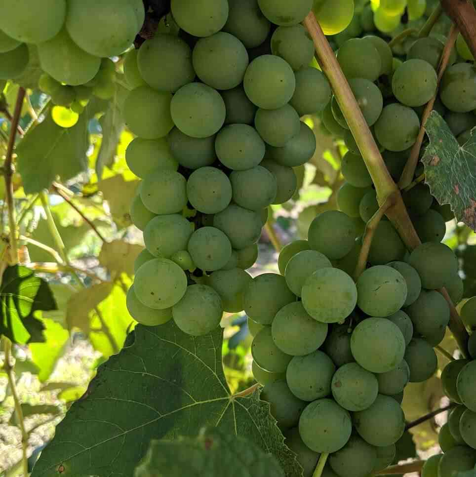 Grapes Pick Your Own at Jerome's Day Trips Around Rochester, NY