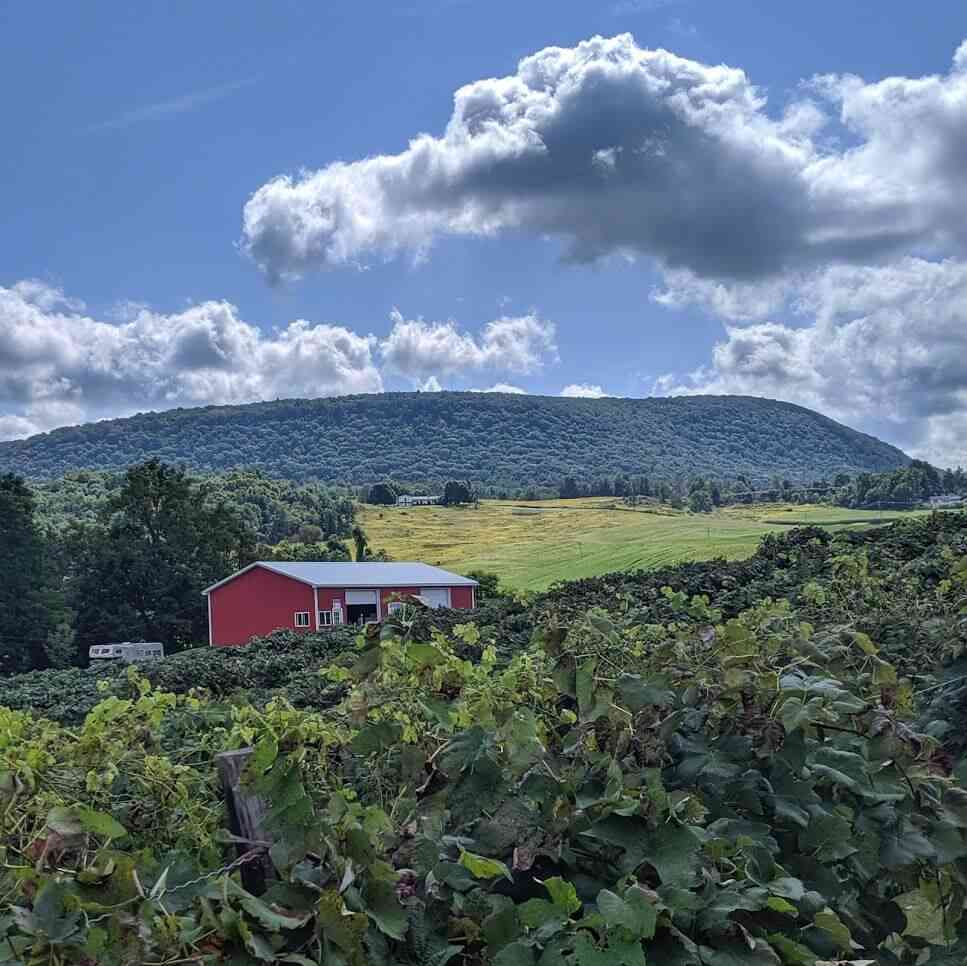 Grapes Pick Your Own at Jerome's Day Trips Around Rochester, NY
