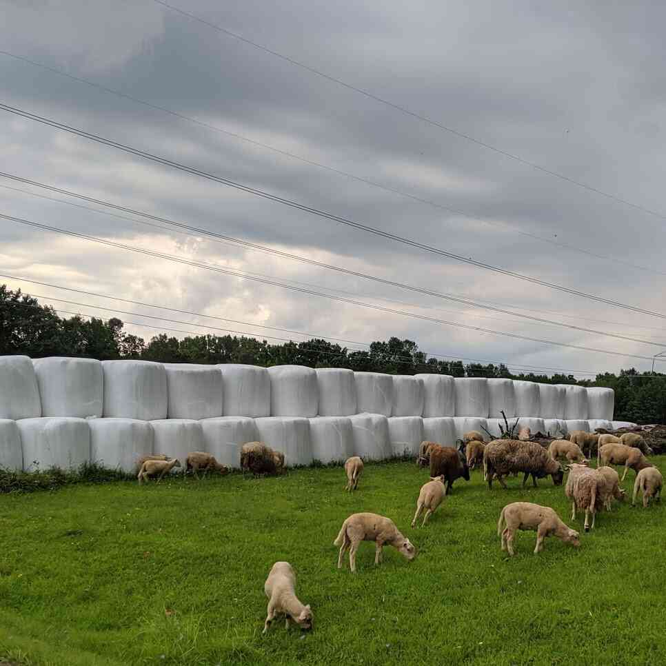 Organic Marshmallow Farms Day Trips Around Rochester, NY