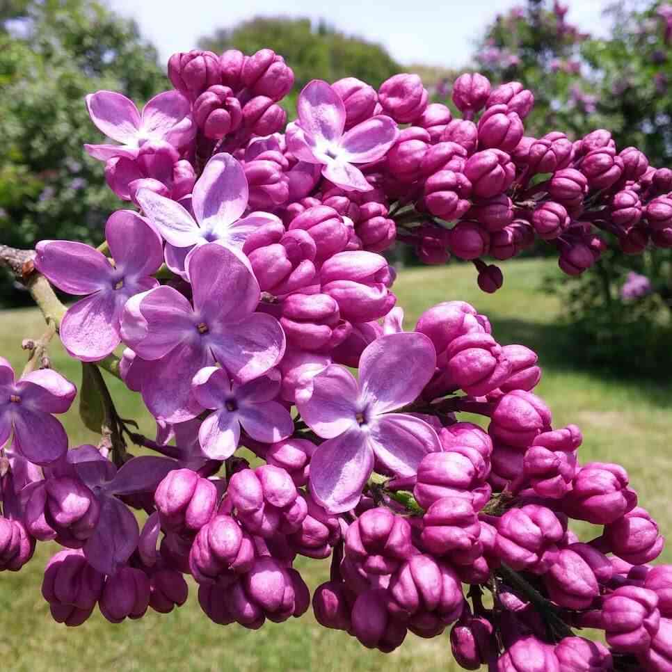 2024 Rochester Lilac Festival Things to Do Nearby Day Trips Around