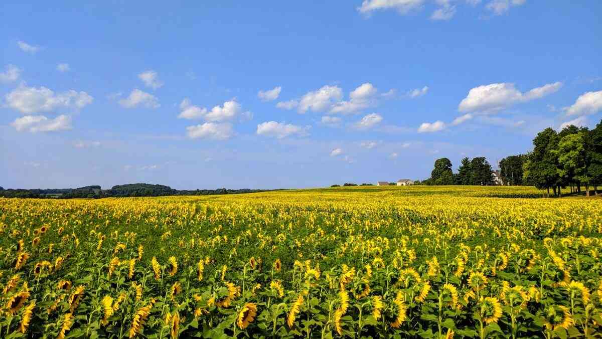 Sunflowers are Summer's Last Stand Day Trips Around Rochester, NY