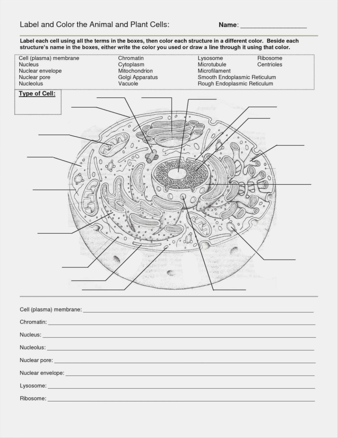 Animal and Plant Cell Worksheets Printable