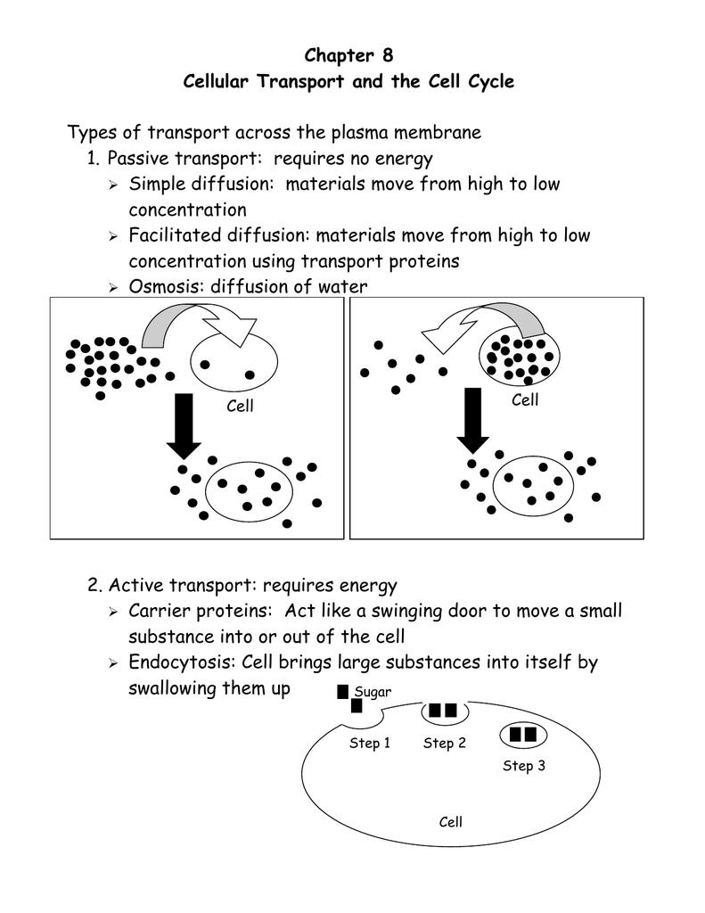 Cellular Transport And The Cell Cycle Worksheet —