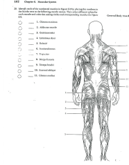 Printable Muscle Labeling Worksheet Printable Word Searches