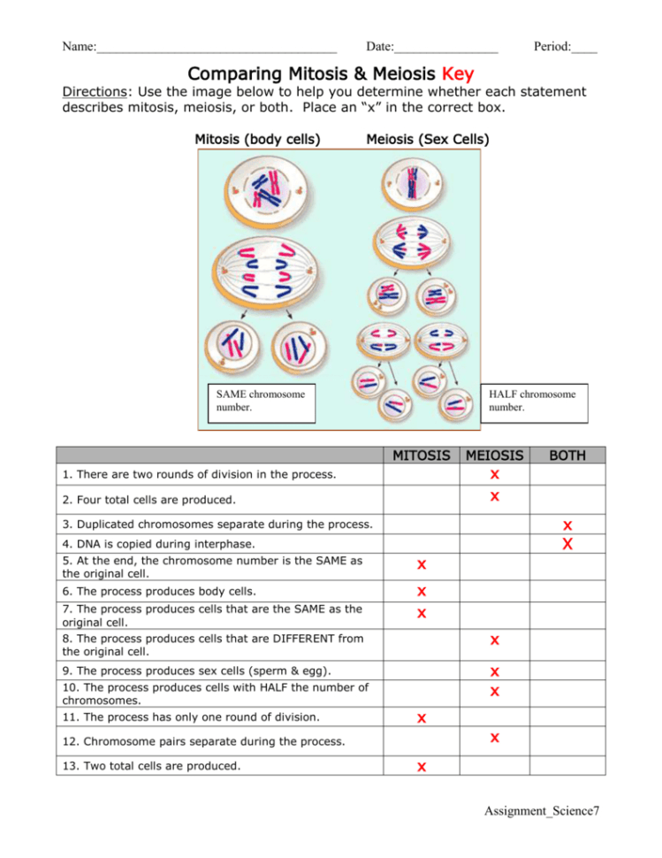 You need to comprehend how to project cash flow. Mitosis And Meiosis Worksheet Answer Key — db-excel.com