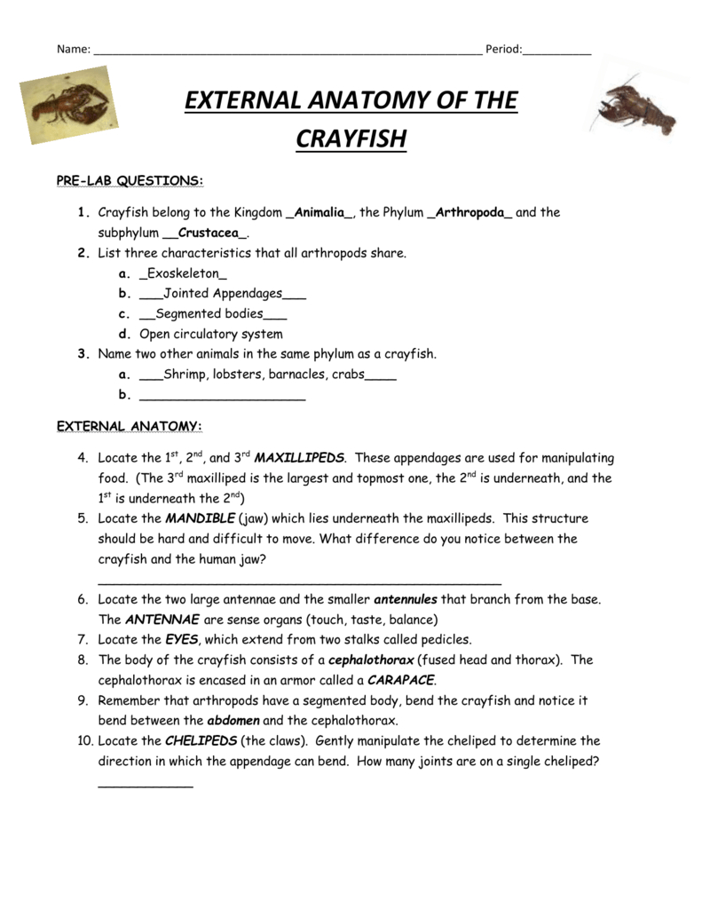 Crayfish Dissection Worksheet —