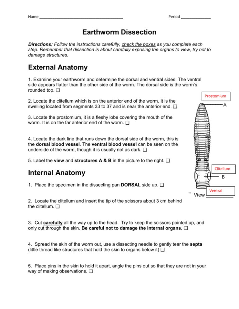 Earthworm Dissection Worksheet —