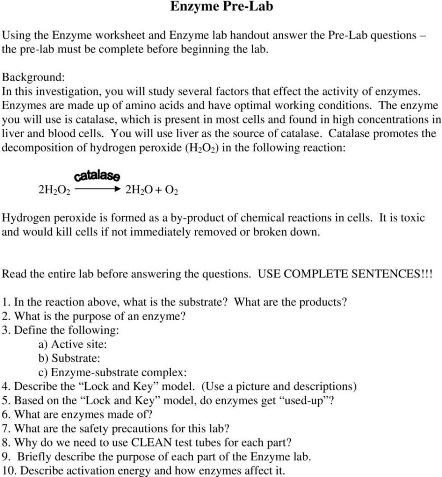 Enzyme Prelab Using The Enzyme Worksheet And Enzyme Lab —