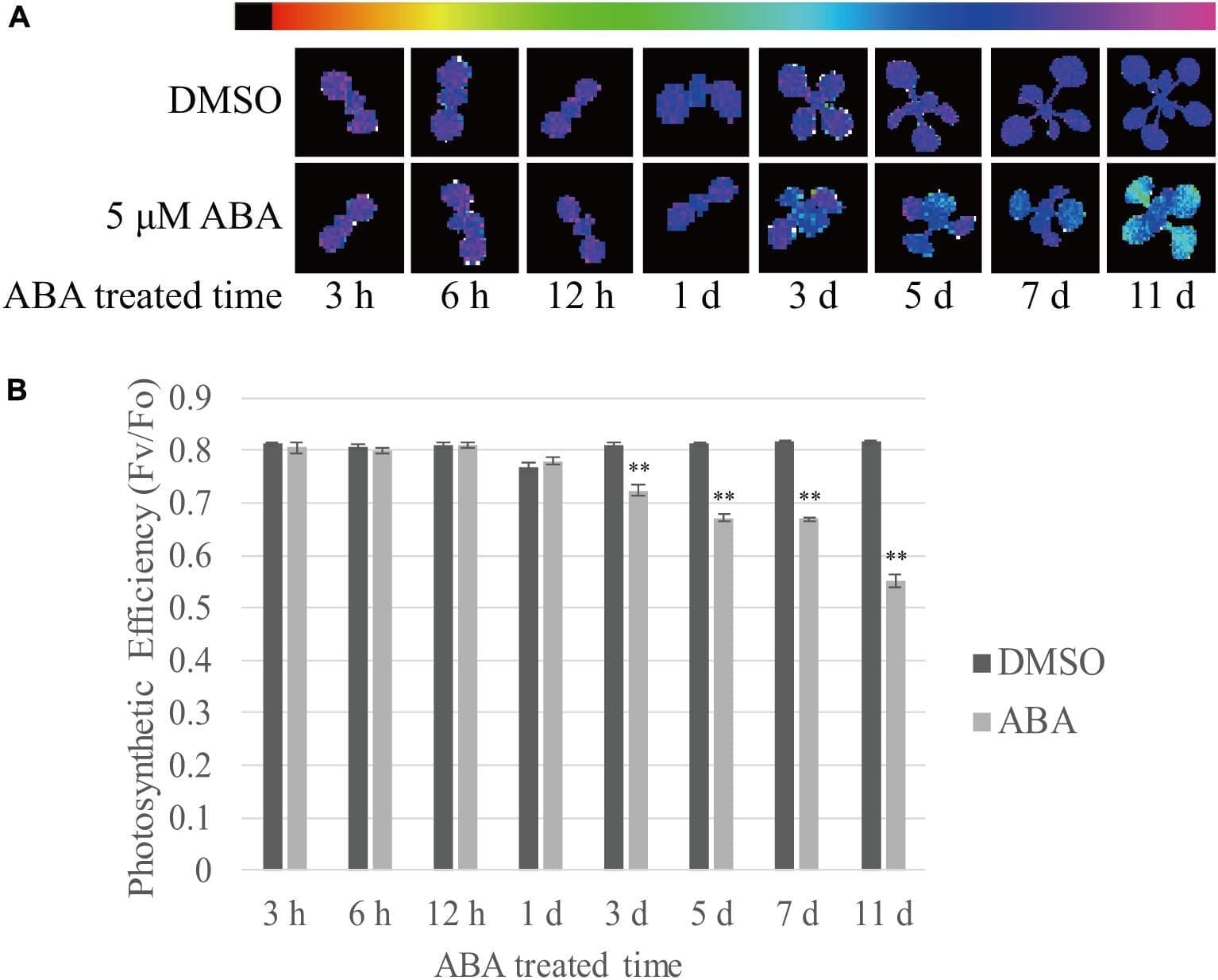 Leaf Chromatography Lab Worksheet —