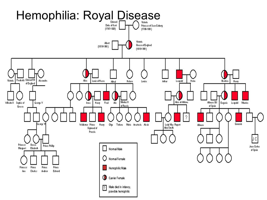 Answer Key Pedigree Worksheet 3 Hemophilia The Royal Disease Answers