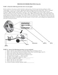 Protein Synthesis Diagram Worksheet Printable Word Searches