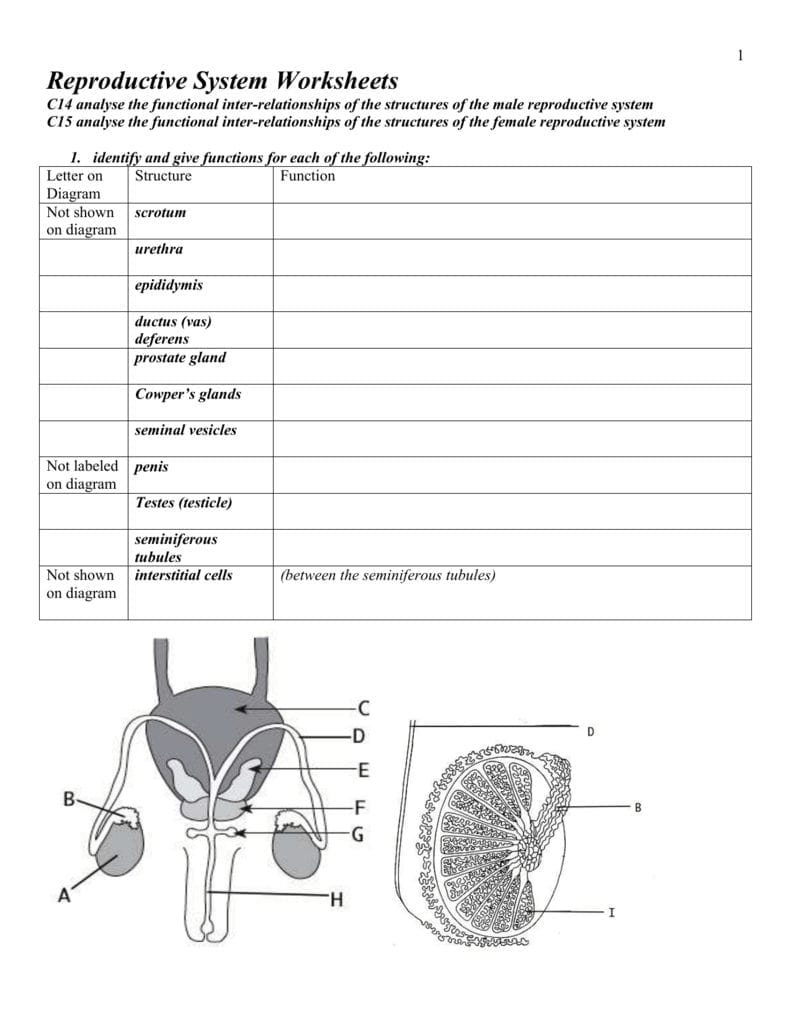 Female Reproductive System Worksheet