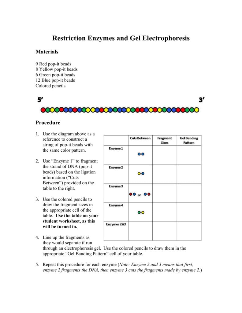 Restriction Enzyme Worksheet