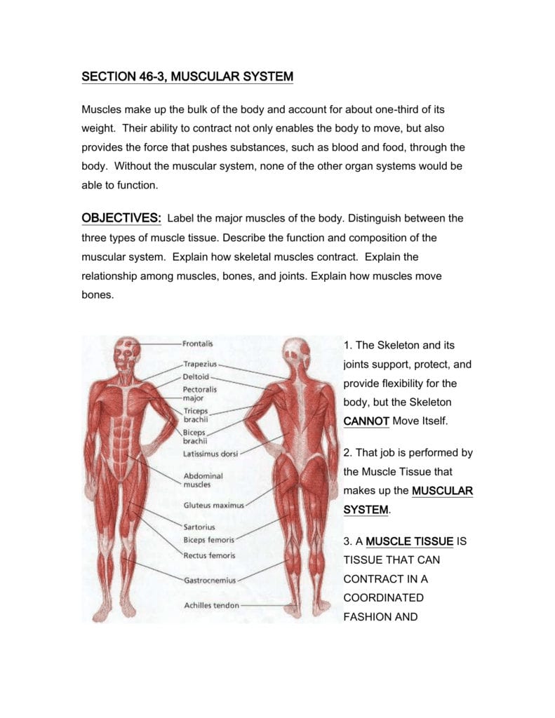 section 463 muscular system 1 - Famous Gross Anatomy Of The Muscular System Answer Key 2023