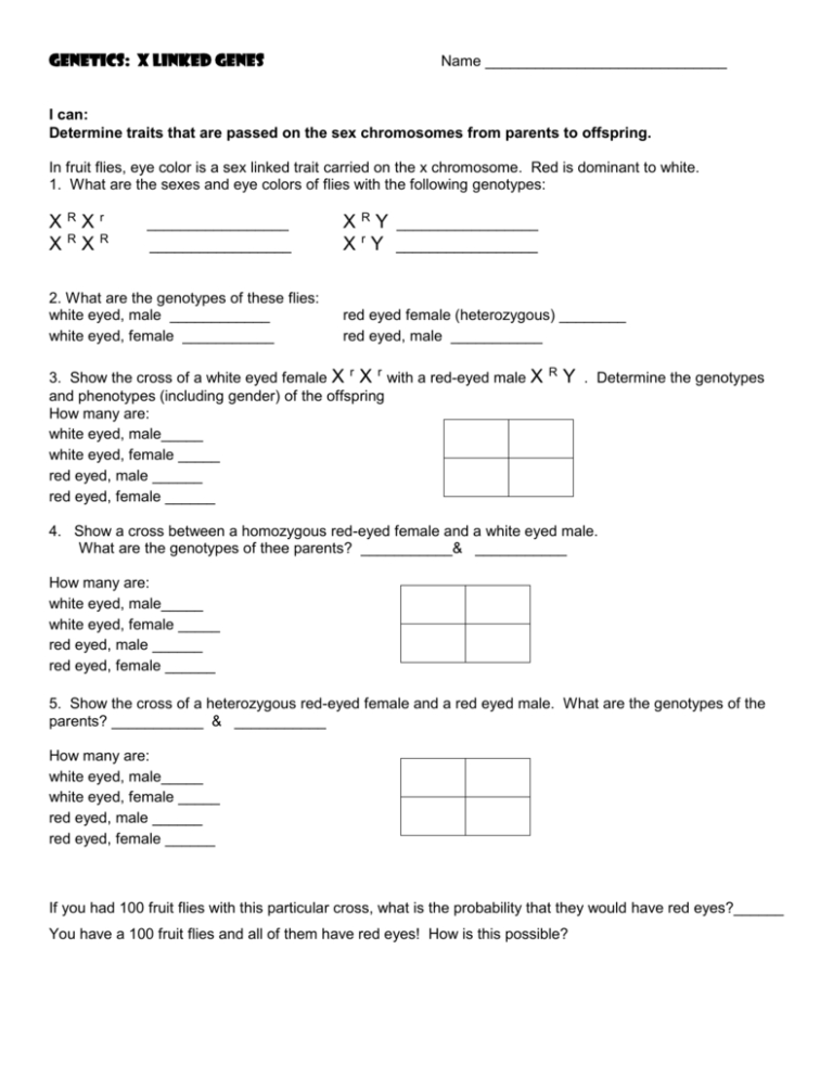 X Linked Genes Worksheet —