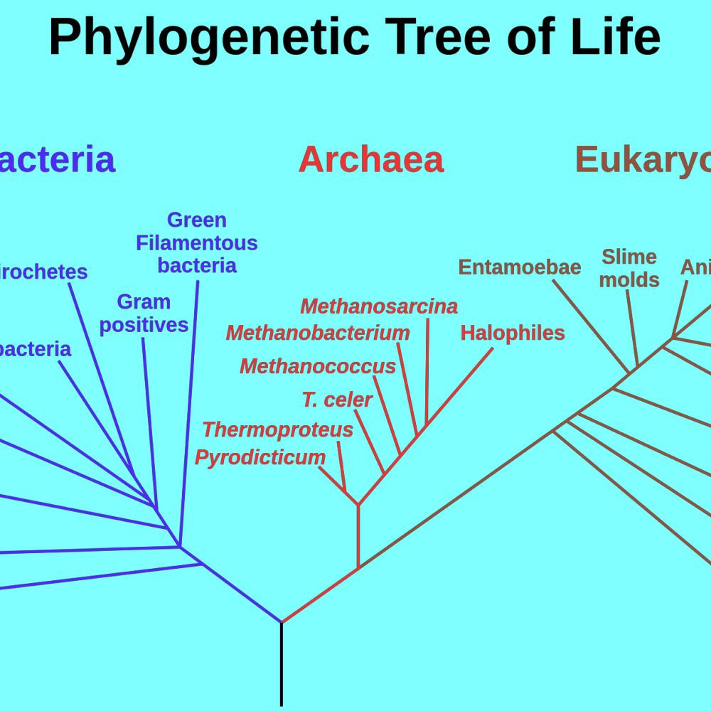 Three Domain System —