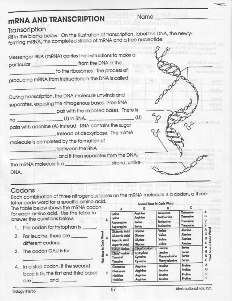 Transcription Translation Practice Worksheet — db-excel.com