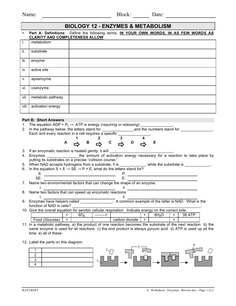 Enzyme Review Worksheet Answers