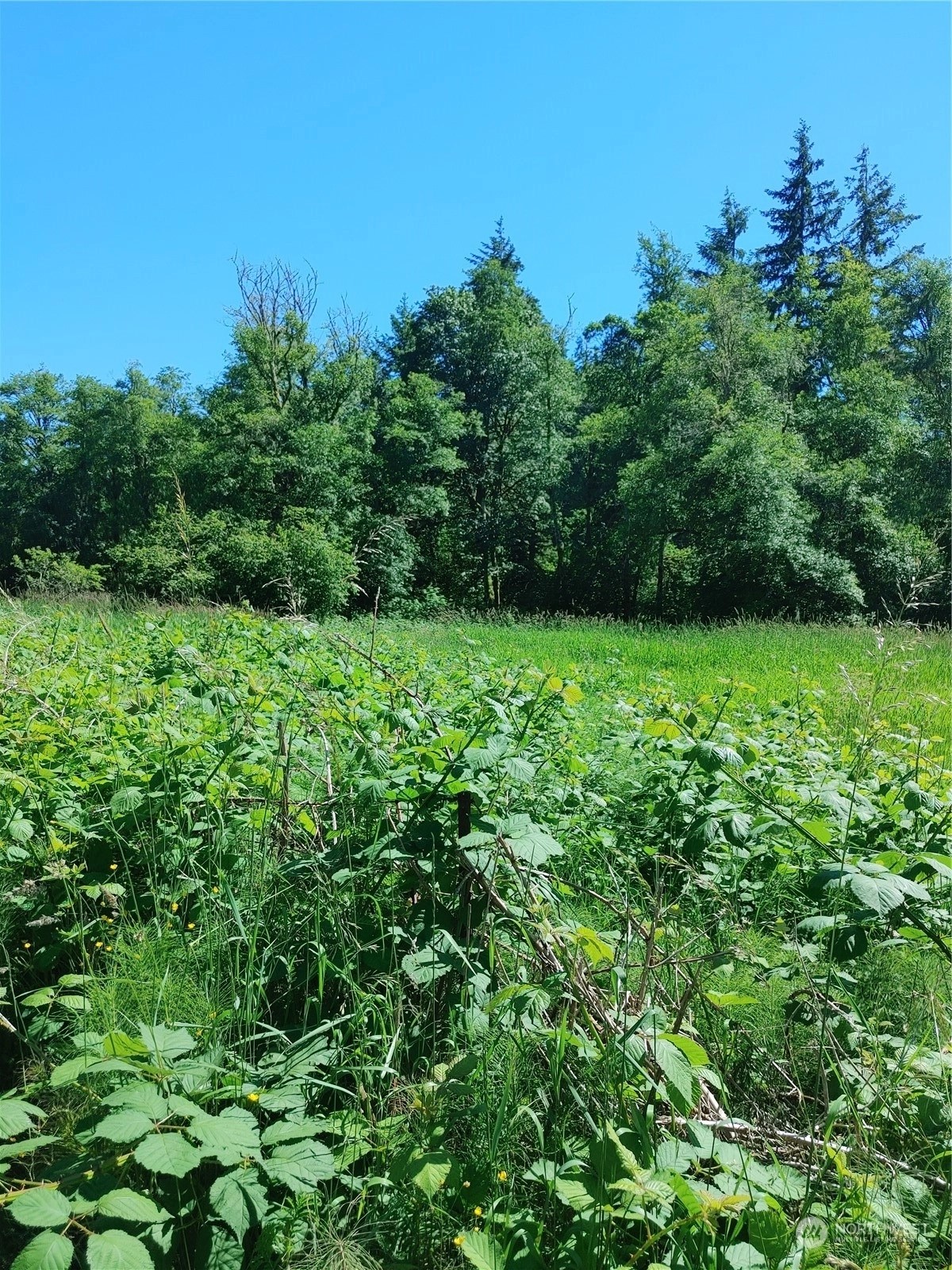 Concrete Land For Sale in Concrete WA Wicklund