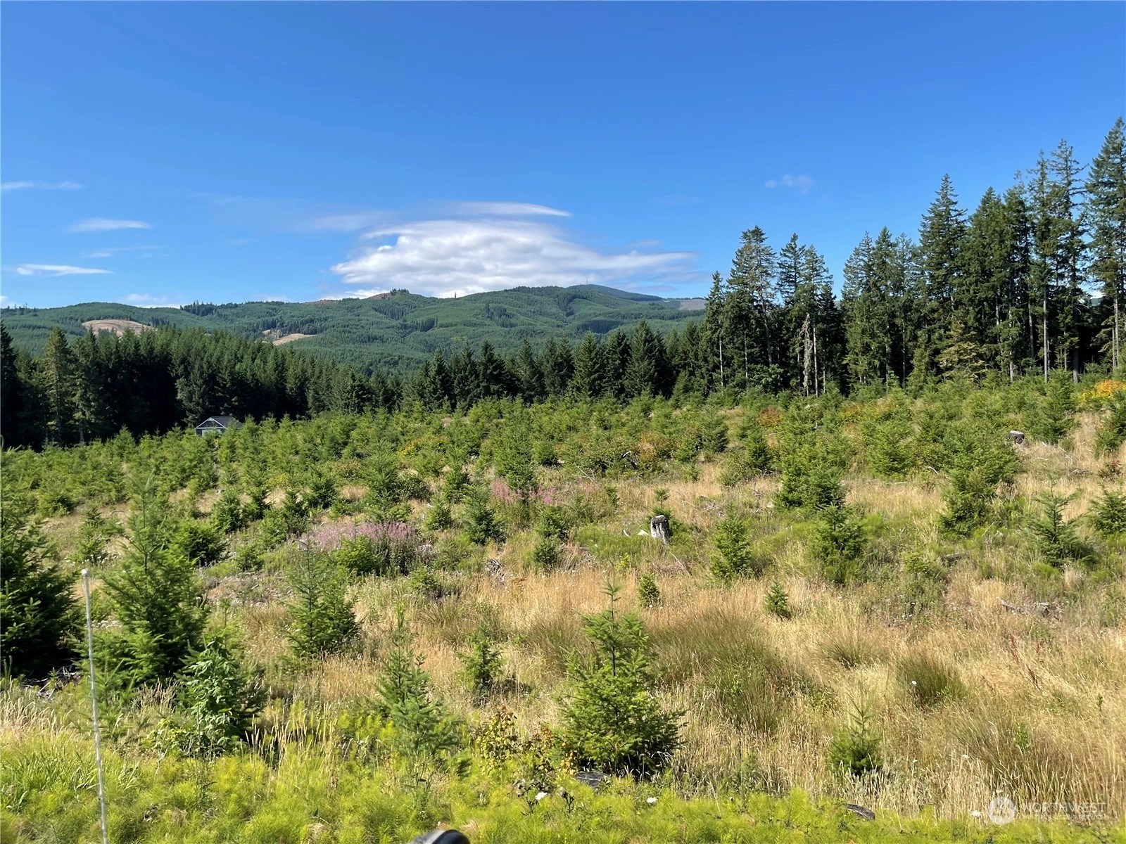 Boistfort Land For Sale in Boistfort WA Wicklund