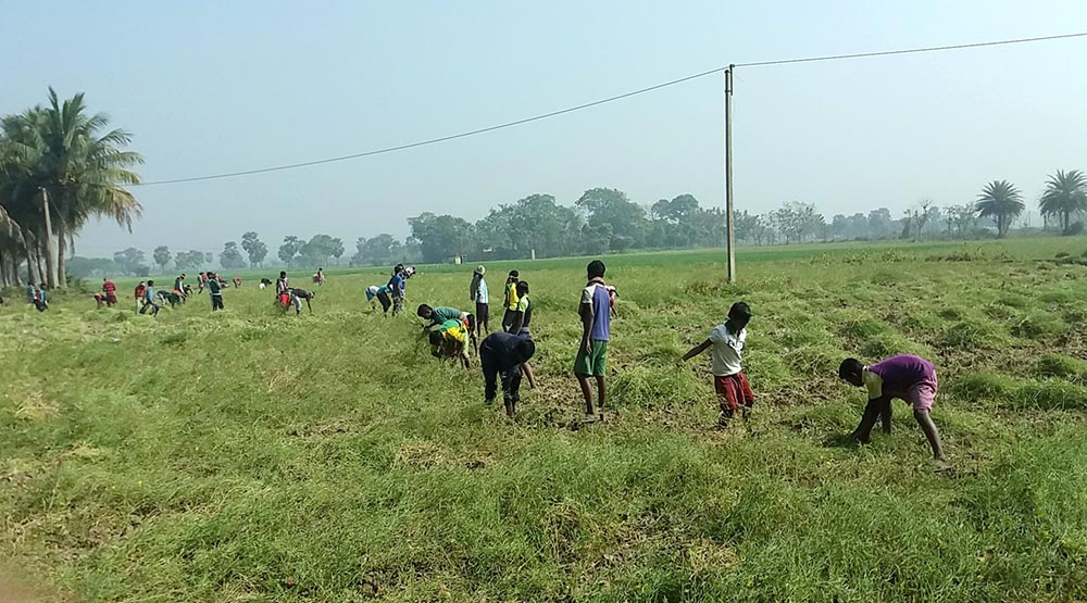 Farm Field School DB DOC