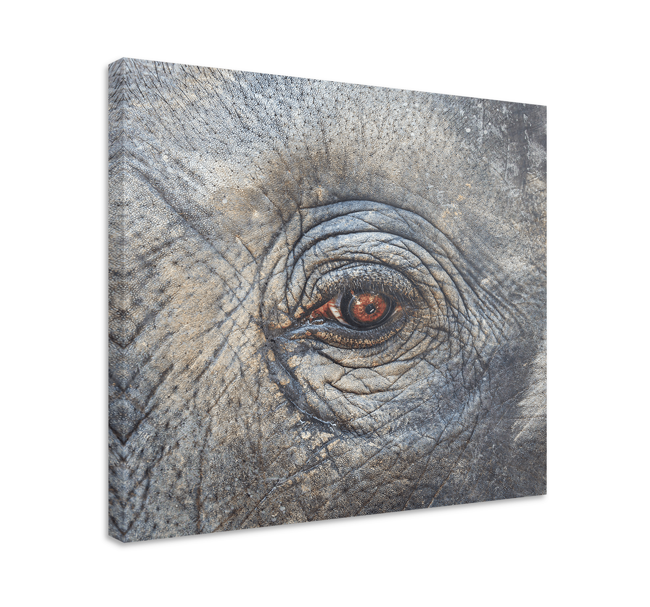Elephant close up canvas art TenStickers