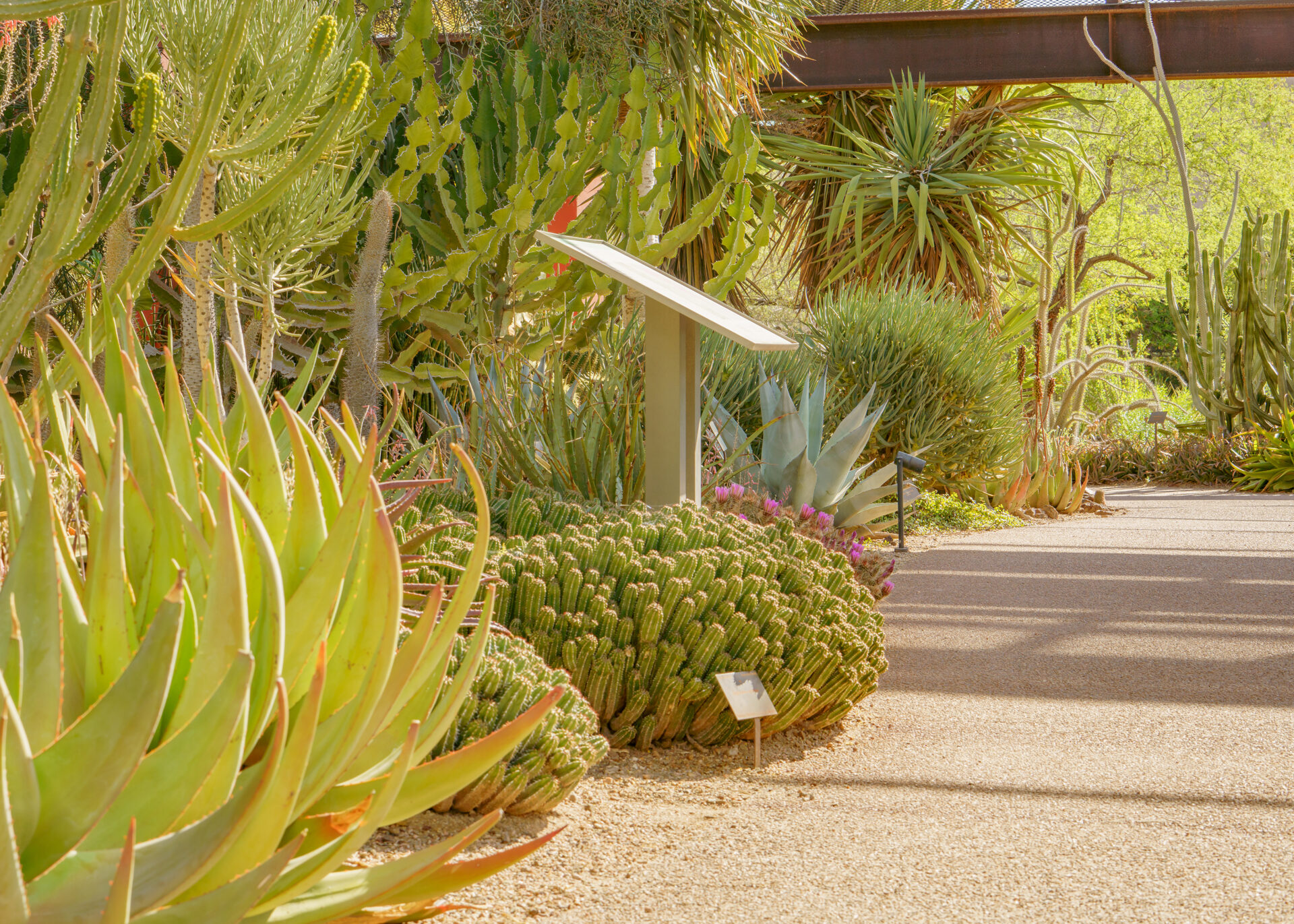 General Gallery Desert Botanical Garden