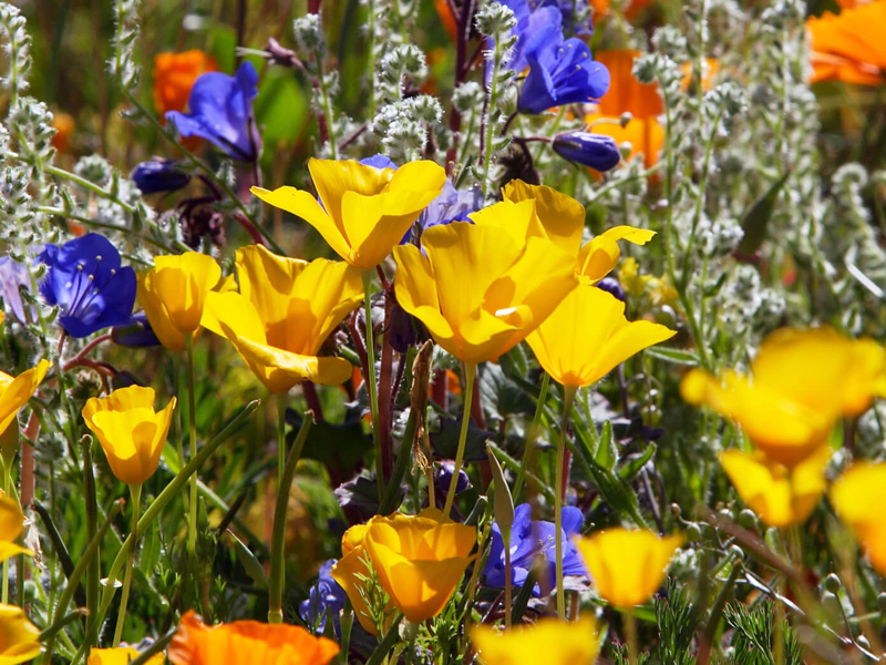 Top 50+ Zoom background flower garden designs for virtual tour