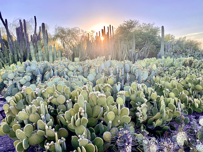 2020 AOI Desert Botanical Garden