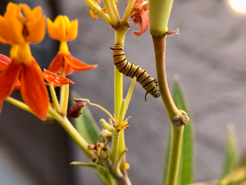 February Ecoflora Challenge Monarchs, Milkweed and February Ecoflora Challenge Monarchs, Milkweed and