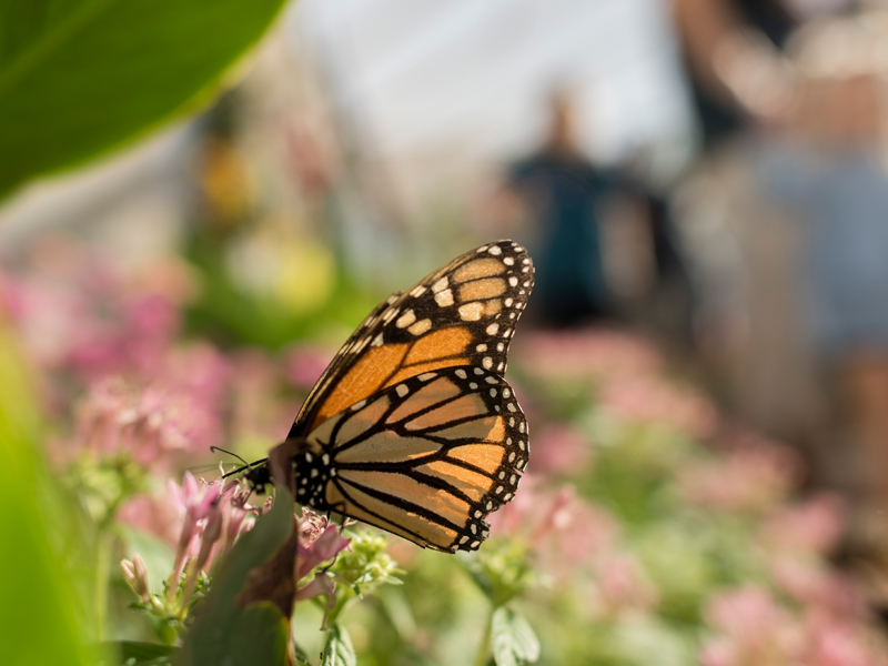 Butterfly Pavilion in Phoenix, Arizona Desert Botanical Garden