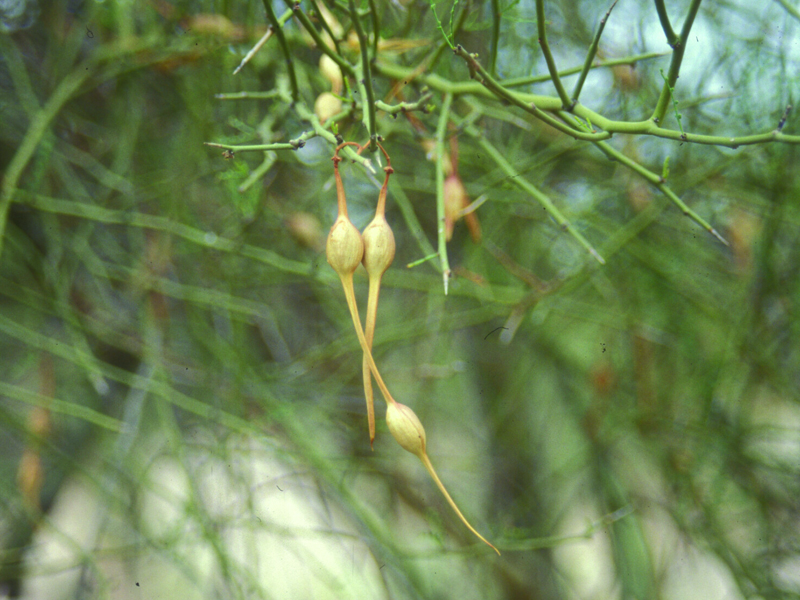 Fruits that Grow in the Desert Desert Botanical Garden