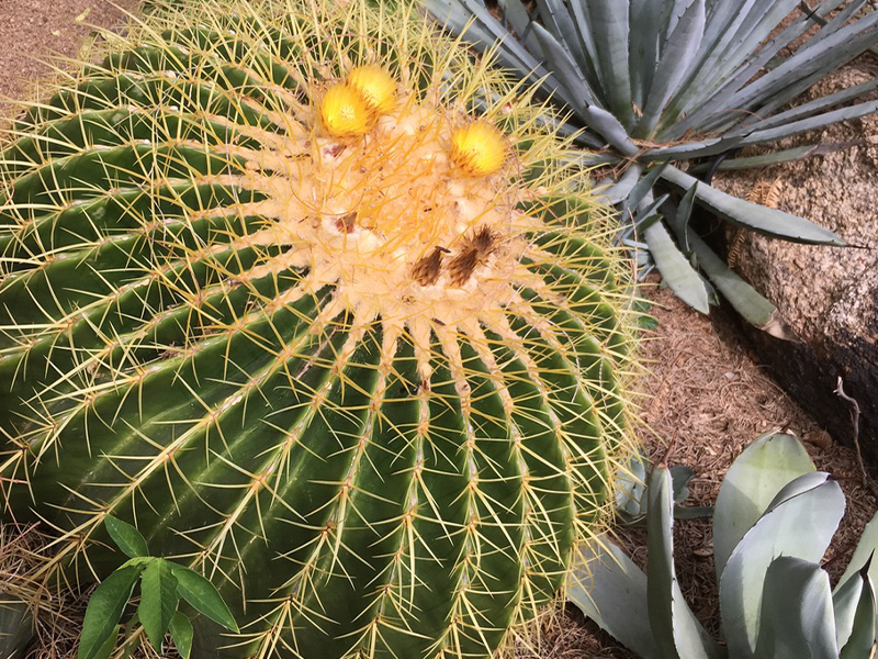 The Golden Barrel Cactus So Common, Yet Endangered Desert Botanical