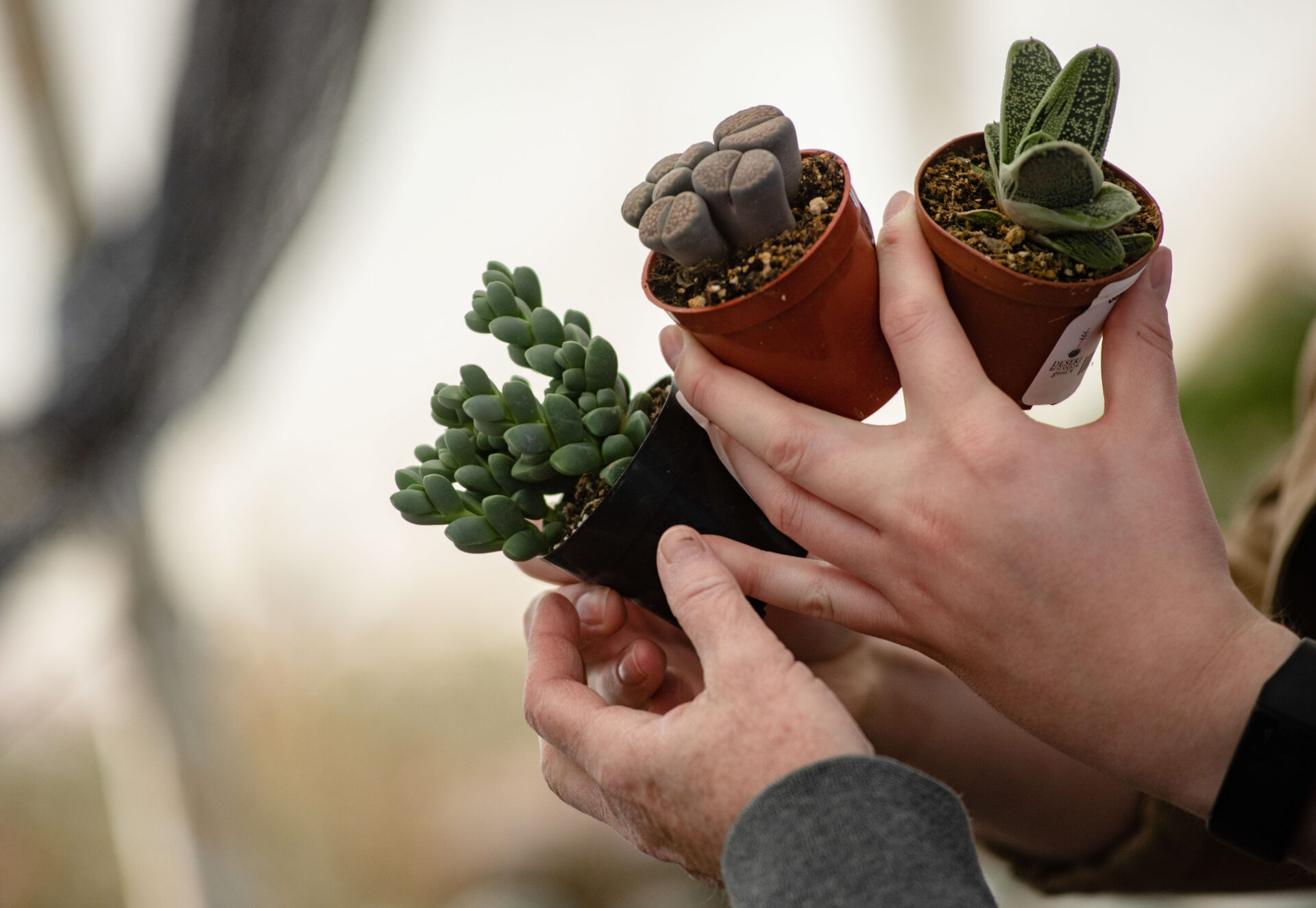 Plant Sale 2022 Desert Botanical Garden