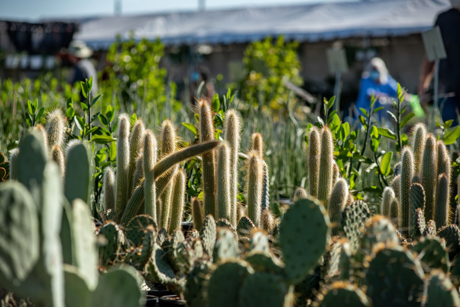Plant Sale 2022 Desert Botanical Garden