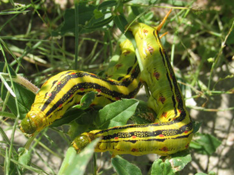 Yellow Hornworm Caterpillars Invade Phoenix DBG