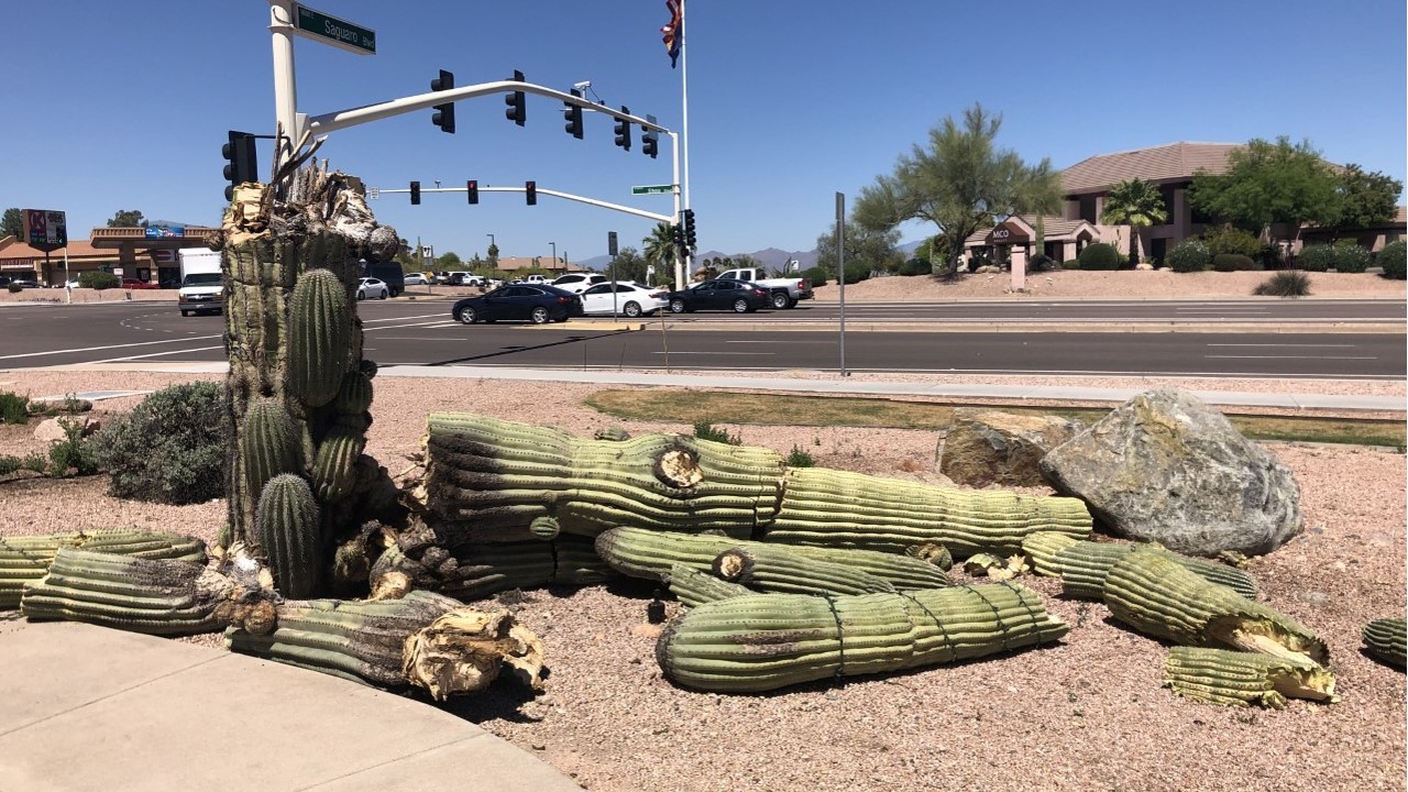 Saguaros Under Stress Desert Botanical Garden